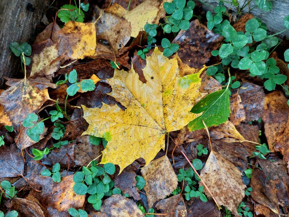Bendruomenės istorija
