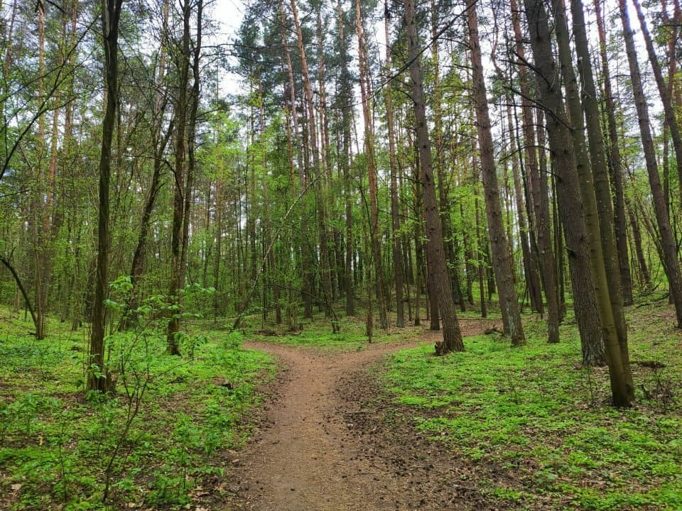 Cedrono ekologinė reikšmė