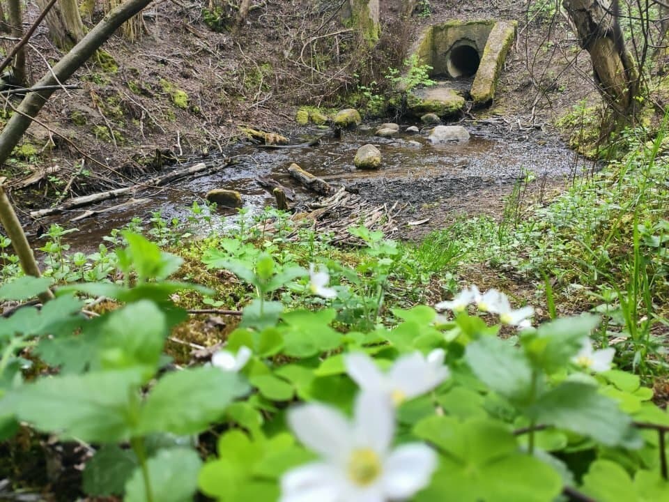 Cedrono kultūriniai aspektai