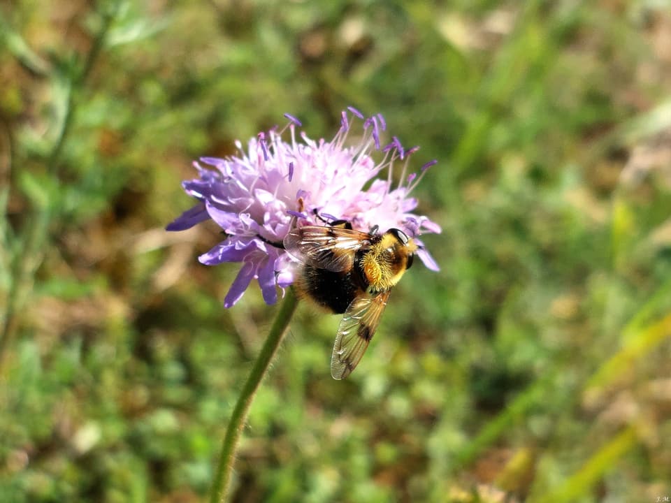 Šleičianti urbanizacija
