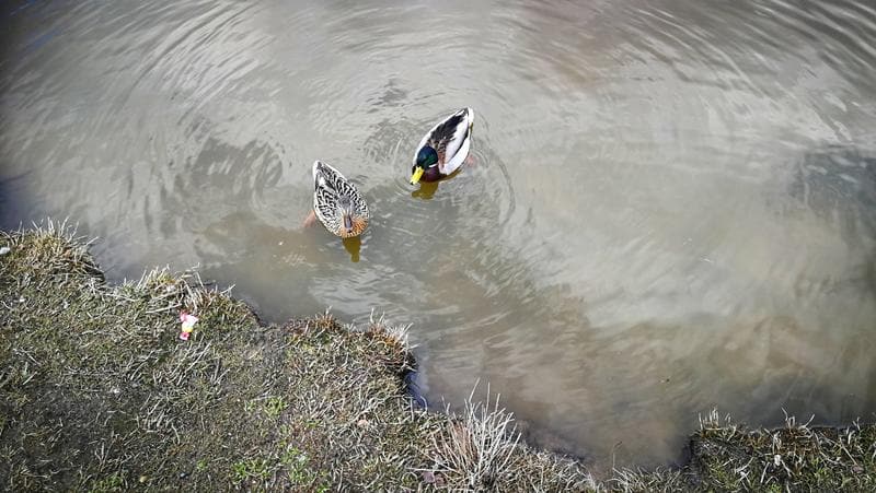 Šeškinės ozo biologinė įvairovė